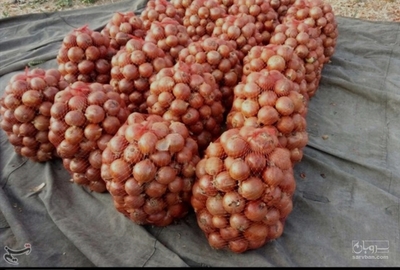 فروش پیاز طلایی