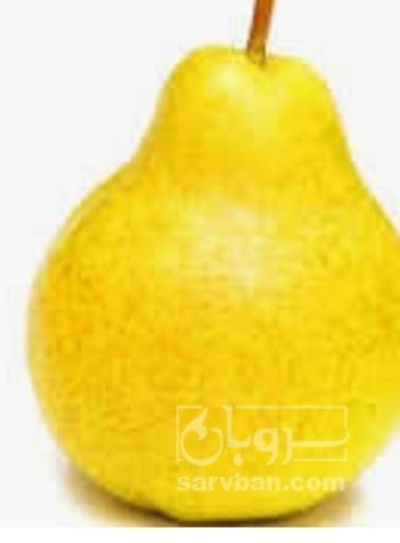 فروش انگور
