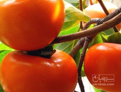 فروش خرمالو