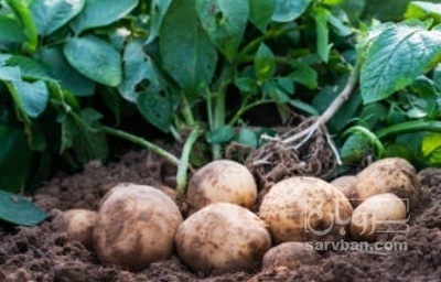 فروش سیب زمینی اگریا