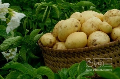 فروش سیب زمینی سانتا