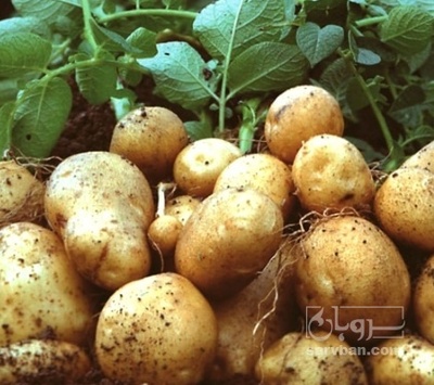 فروش سیب زمینی جلی