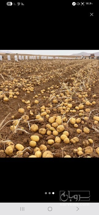 فروش سیب زمینی
