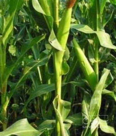 فروش چاپر ذرت - سیلاژ ذرت