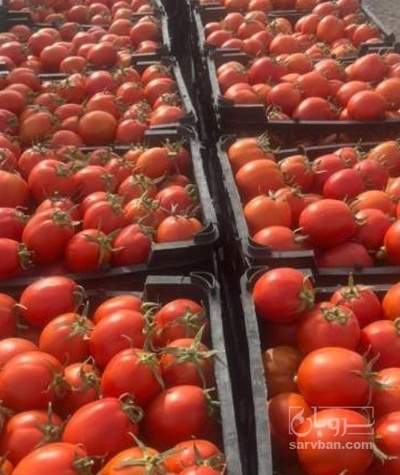 فروش گوجه فرنگی