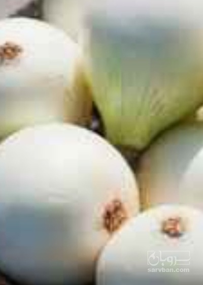 فروش غده پیاز مینروا