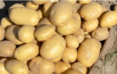 فروش سیب زمینی