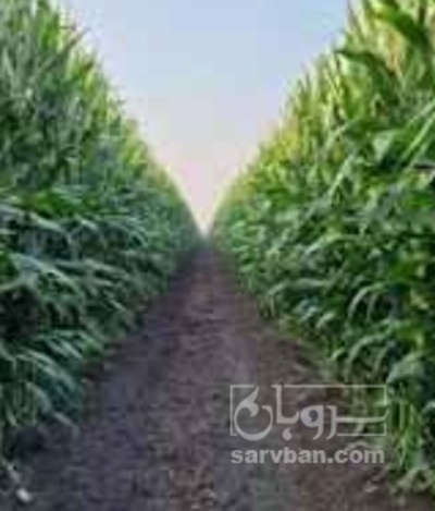 فروش چاپر ذرت - سیلاژ ذرت