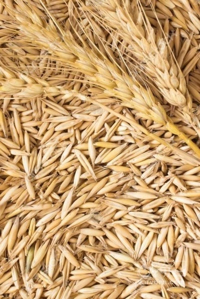 فروش گندم