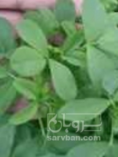 فروش یونجه