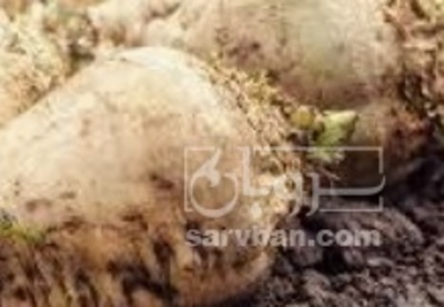 فروش چغندر قند