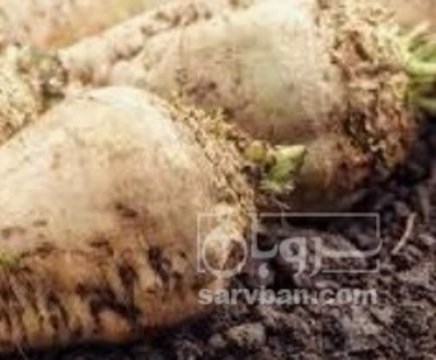 فروش چغندر قند