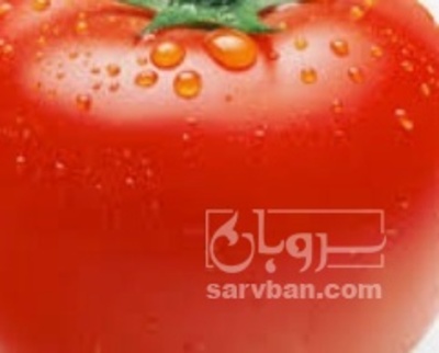 فروش گوجه فرنگی