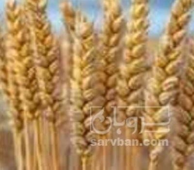 فروش گندم