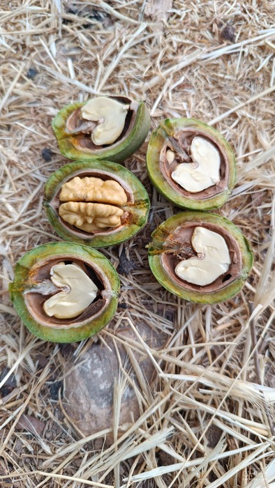 فروش گردوبا پوست سبز