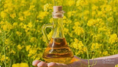 فروش دانه روغنی  کانولا