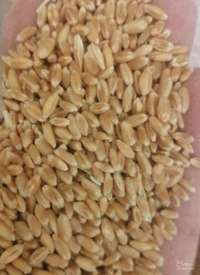 فروش گندم