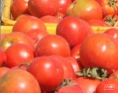 فروش گوجه فرنگی