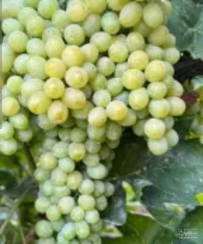 فروش انگور