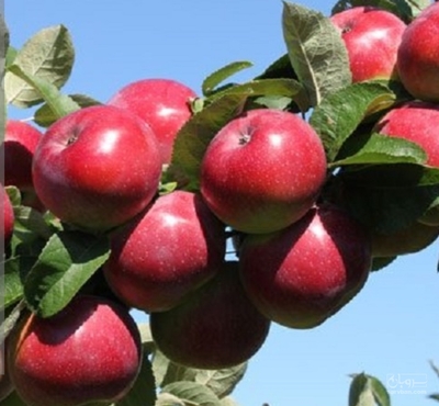 فروش سیب