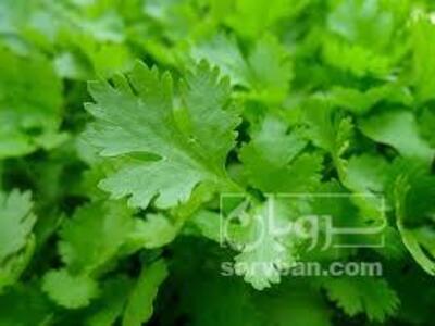 فروش جعفری تازه