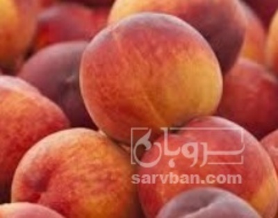 فروش هندوانه