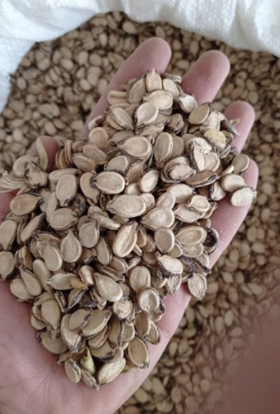 فروش دانه هندوانه