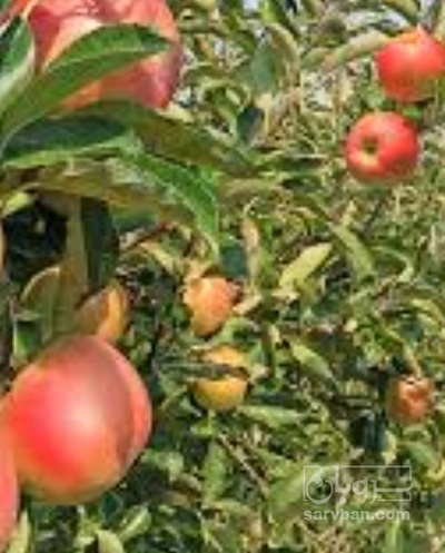 فروش سیب زرد و قرمز