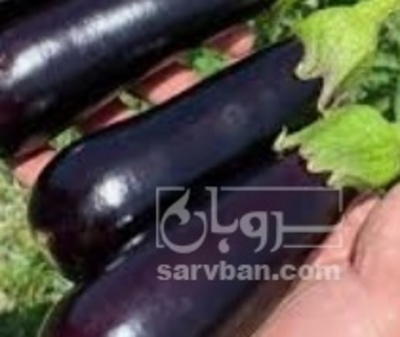 فروش بادمجان