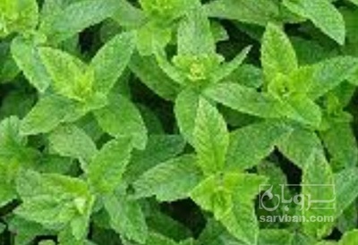 فروش نعناع