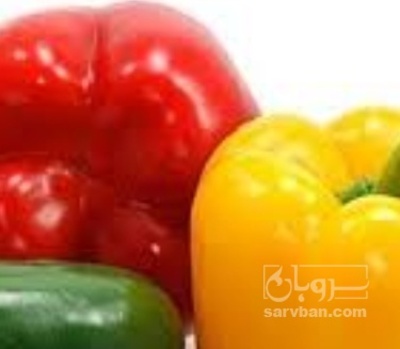 فروش فلفل دلمه ای