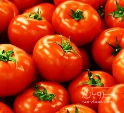 فروش گوجه فرنگی