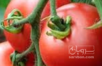 فروش گوجه فرنگی