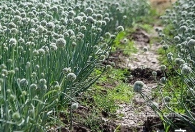 فروش پیازچه