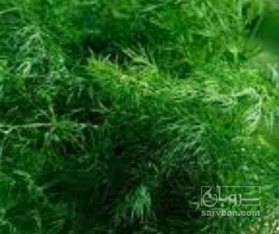 فروش شوید تازه