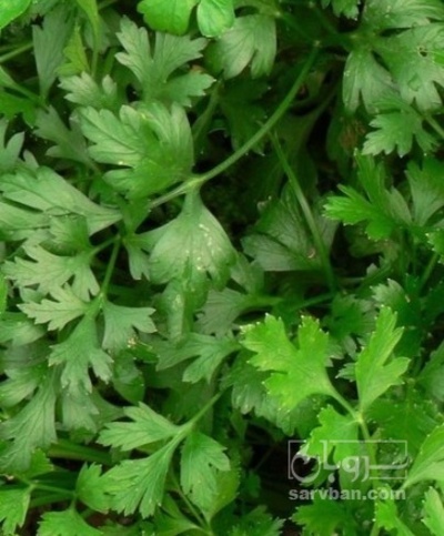 فروش جعفری تازه