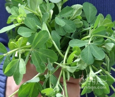 فروش شنبلیله