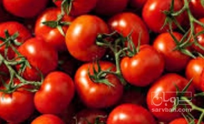 فروش گوجه فرنگی