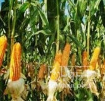 فروش چاپر ذرت - سیلاژ ذرت