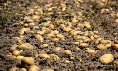 فروش سیب زمینی