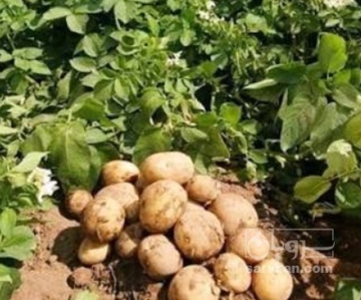 فروش سیب زمینی اگریا