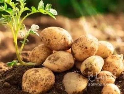 فروش سیب زمینی اسپریت