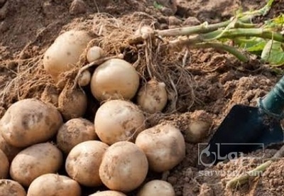 فروش سیب زمینی بامبا