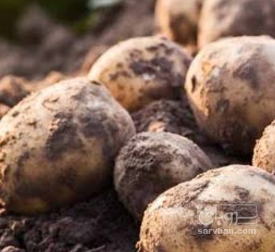 فروش سیب زمینی جلی