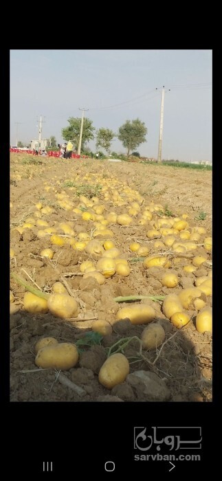 فروش سیب زمینی