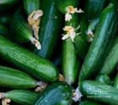 فروش خیار سالادی