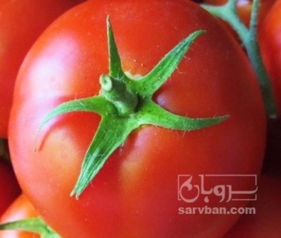 فروش گوجه فرنگی