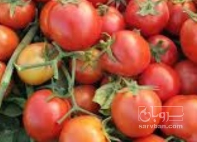 فروش گوجه فرنگی