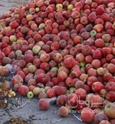 فروش سیب زیر درختی