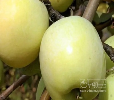 فروش سیب سفید